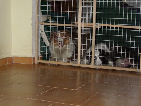 tylli(nevlastní sestra sheppi)a sheppi(mamka štěňat).jpg